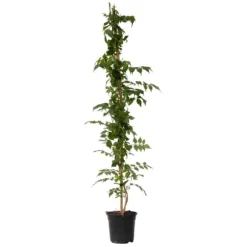 Trumpetvinda - Campsis taglibuana 'Mme Galen' - Höjd 110-120cm - ⌀17cm