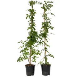 Trumpetvinda - Set om 2 - Campis radicans 'Flava' - Höjd 110-120cm - ⌀17cm