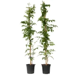 Trumpetvinda - Set om 2 - Campsis 'Mme Galen' - Höjd 110-120cm - ⌀17cm