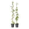 Trumpetvinda - Set om 2 - Campsis radicans - Höjd 110-120cm - ⌀17cm
