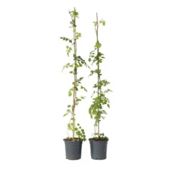 Trumpetvinda - Set om 2 - Campsis radicans - Höjd 110-120cm - ⌀17cm