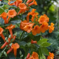 Trumpetvinda - Set om 2 - Campsis radicans - Höjd 110-120cm - ⌀17cm