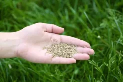 Universal Gräsfrön Universalmix 0,9 kg 40 m² Biovita