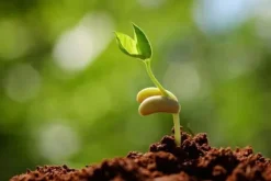 Universellt jordsubstrat för sådd av blommor 5l