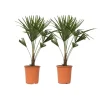 Väderkvarnspalm - Set om 2 - Trachycarpus Fortunei - Höjd 65-75cm - ⌀21cm