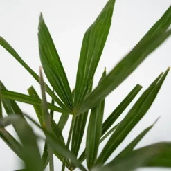 Väderkvarnspalm - Set om 2 - Trachycarpus Fortunei - Höjd 65-75cm - ⌀21cm