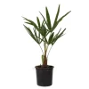 Väderkvarnspalm - Trachycarpus Fortunei - Höjd 35-45cm - ⌀15cm