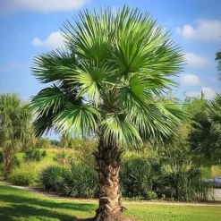 Väderkvarnspalm - Trachycarpus Fortunei - Höjd 35-45cm - ⌀15cm