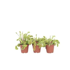 Venus flugfälla - Set om 6 - Dionaea muscipula - Höjd 5-15cm - ⌀5,5cm