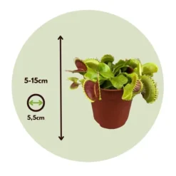 Venus flugfälla - Set om 6 - Dionaea muscipula - Höjd 5-15cm - ⌀5,5cm