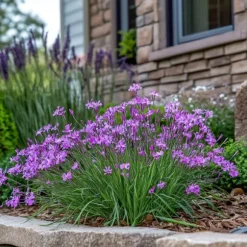 Vild vitlök - Set om 3 - Tulbaghia violacea - Höjd 15-25cm - ⌀9cm