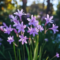 Vild vitlök - Set om 6 - Tulbaghia violacea - Höjd 15-25cm - ⌀9cm