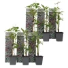 Vildvin - Set om 6 - Parthenocissus quinquefolia - Höjd 25-40cm - ⌀9cm