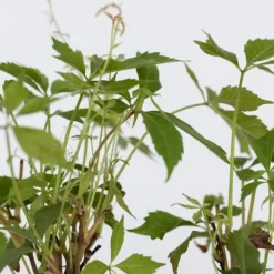 Vildvin - Set om 6 - Parthenocissus quinquefolia - Höjd 25-40cm - ⌀9cm