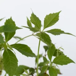 Vildvin - Set om 6 - Parthenocissus quinquefolia - Höjd 25-40cm - ⌀9cm