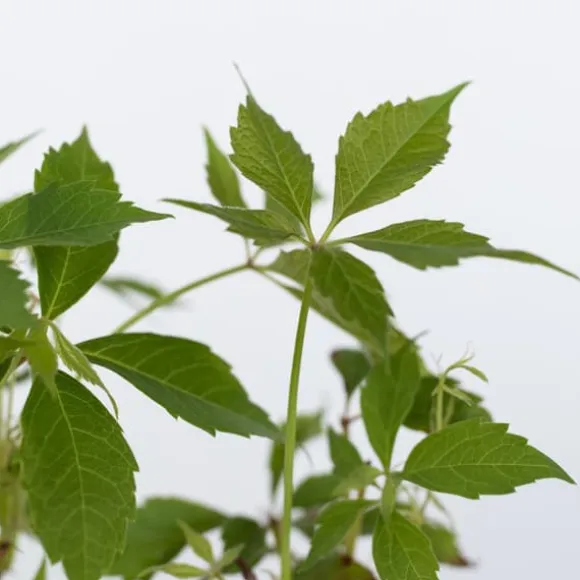 Vildvin - Set om 6 - Parthenocissus quinquefolia - Höjd 25-40cm - ⌀9cm