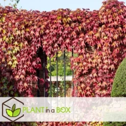 Vildvin - Set om 6 - Parthenocissus quinquefolia - Höjd 25-40cm - ⌀9cm