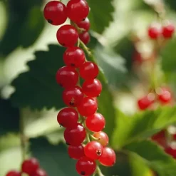 Vinbärsväxt - Set om 4 - Ribes rubrum 'Jonkheer van Tets' - Höjd 50-60cm - ⌀15cm