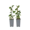 Vinbärsväxt - Set om 2 - Ribes rubrum 'Jonkheer van Tets' - Höjd 50-60cm - ⌀15cm