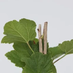 Vinbärsväxt - Set om 2 - Ribes rubrum 'Jonkheer van Tets' - Höjd 50-60cm - ⌀15cm