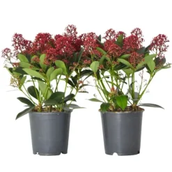 Vinterbär - Set om 2 - Skimmia japonica 'Rubella' - Höjd 35-45cm - ⌀15cm