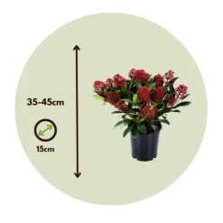 Vinterbär - Set om 2 - Skimmia japonica 'Rubella' - Höjd 35-45cm - ⌀15cm