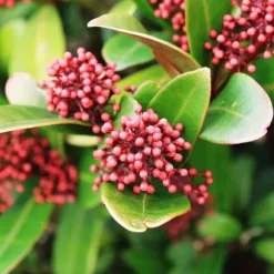 Vinterbär - Set om 2 - Skimmia japonica 'Rubella' - Höjd 35-45cm - ⌀15cm