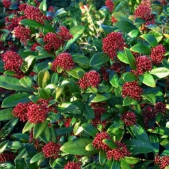 Vinterbär - Set om 2 - Skimmia japonica 'Rubella' - Höjd 35-45cm - ⌀15cm