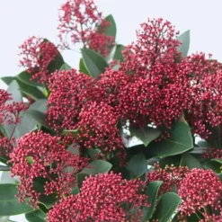 Vinterbär - Set om 2 - Skimmia japonica 'Rubella' - Höjd 35-45cm - ⌀15cm