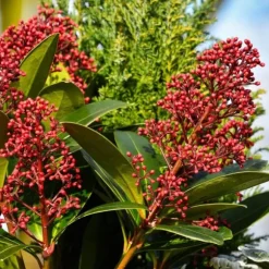 Vinterbär - Set om 2 - Skimmia japonica 'Rubella' - Höjd 35-45cm - ⌀15cm