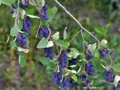 Växt - Amelanchier - Pigeonbär - Purpur - 30-40cm - Utomhusbruk