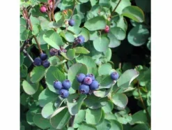 Växt - Amelanchier - Pigeonbär - Purpur - 30-40cm - Utomhusbruk