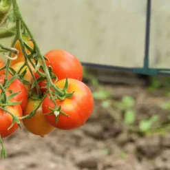 Växthus för kallbänk, 90x180x90 cm, Transparent