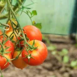 Växthus, 185x125x95 cm, Grön