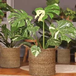 Växtkorg Set, 42x37 cm, Natur, Silver