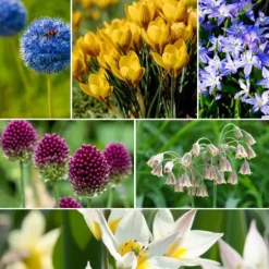 Wild Bee Hotel Box - 60 lökar - Bygg bihotell guide - Vinterhärdig