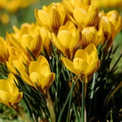 Wild Bee Hotel Box - 60 lökar - Bygg bihotell guide - Vinterhärdig