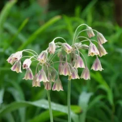 Wild Bee Hotel Box - 60 lökar - Bygg bihotell guide - Vinterhärdig