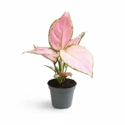 6x Aglaonema Mix - Krukväxter med Färgstarka Blad