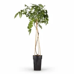 2x Blåregn 'Prolific' 65 cm i 15 cm kruka