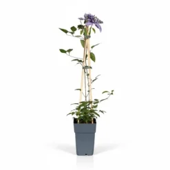 4x Clematis Multi Blue 65 cm - Krukstorlek Ø15 cm