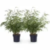 2x Fargesia Rufa Bambuväxter 60 cm i Kruka Ø19 cm