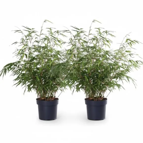 2x Fargesia Rufa Bambuväxter 60 cm i Kruka Ø19 cm