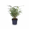 4x Fargesia Rufa Bambuväxter 40 cm i Ø14 Kruka