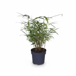 4x Fargesia Rufa Bambuväxter 40 cm i Ø14 Kruka