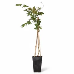 2x Japansk Blåregn 'Rosea' 65 cm i Kruka Ø15 cm