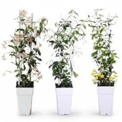 3x Trachelospermum Mix - Klätterväxter 65 cm, Kruka Ø15 cm