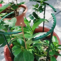 4x Växtstöd för Krukväxter