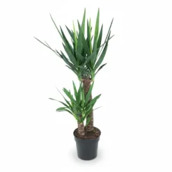 Yucca Elephantipes 100 cm - Krukväxt Ø21 cm