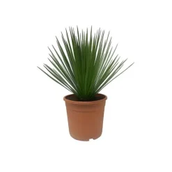 Yucca Rostrata - kruka 24cm höjd 60cm